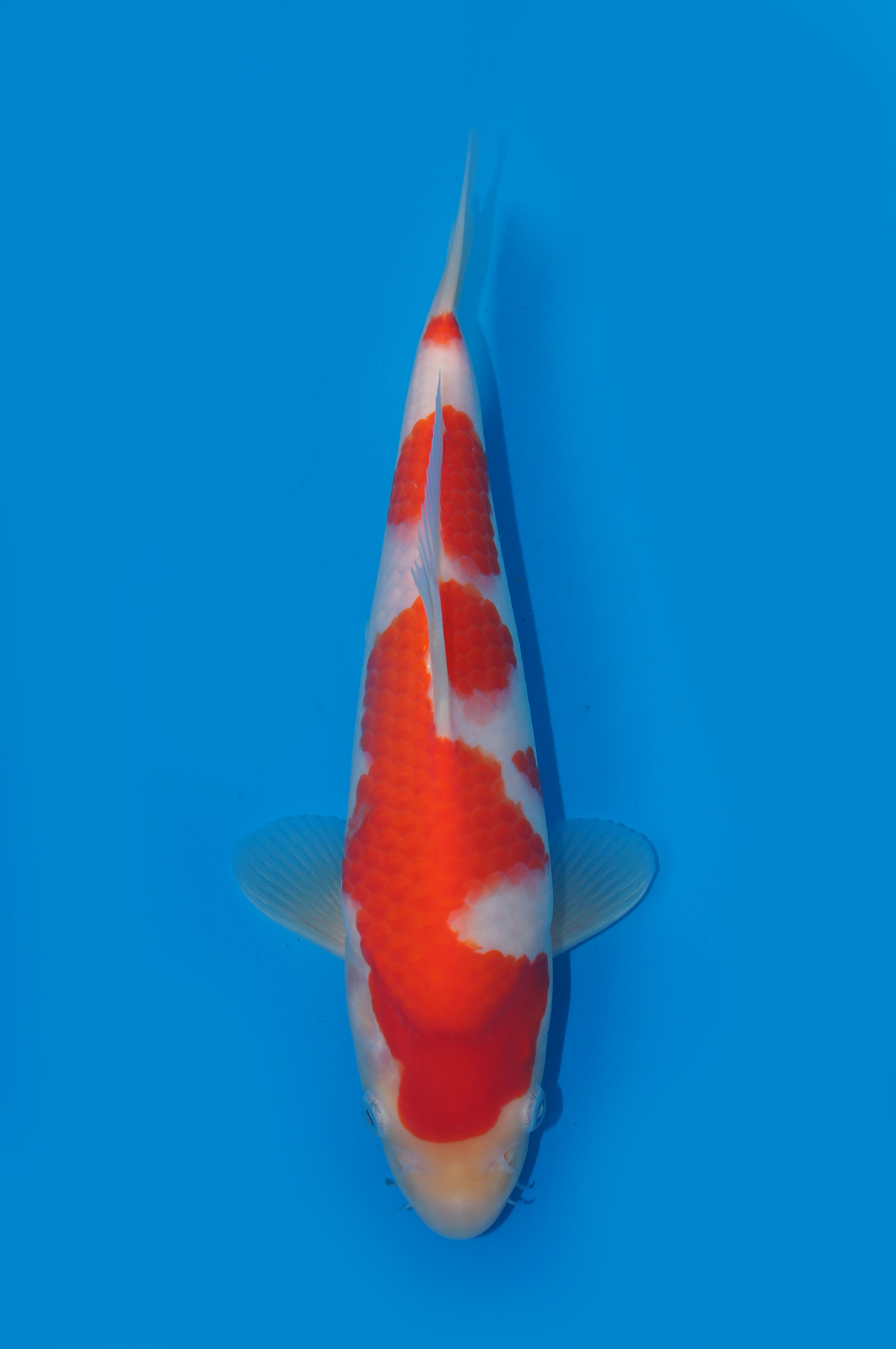 6　平澤　２６㎝　￥１５万