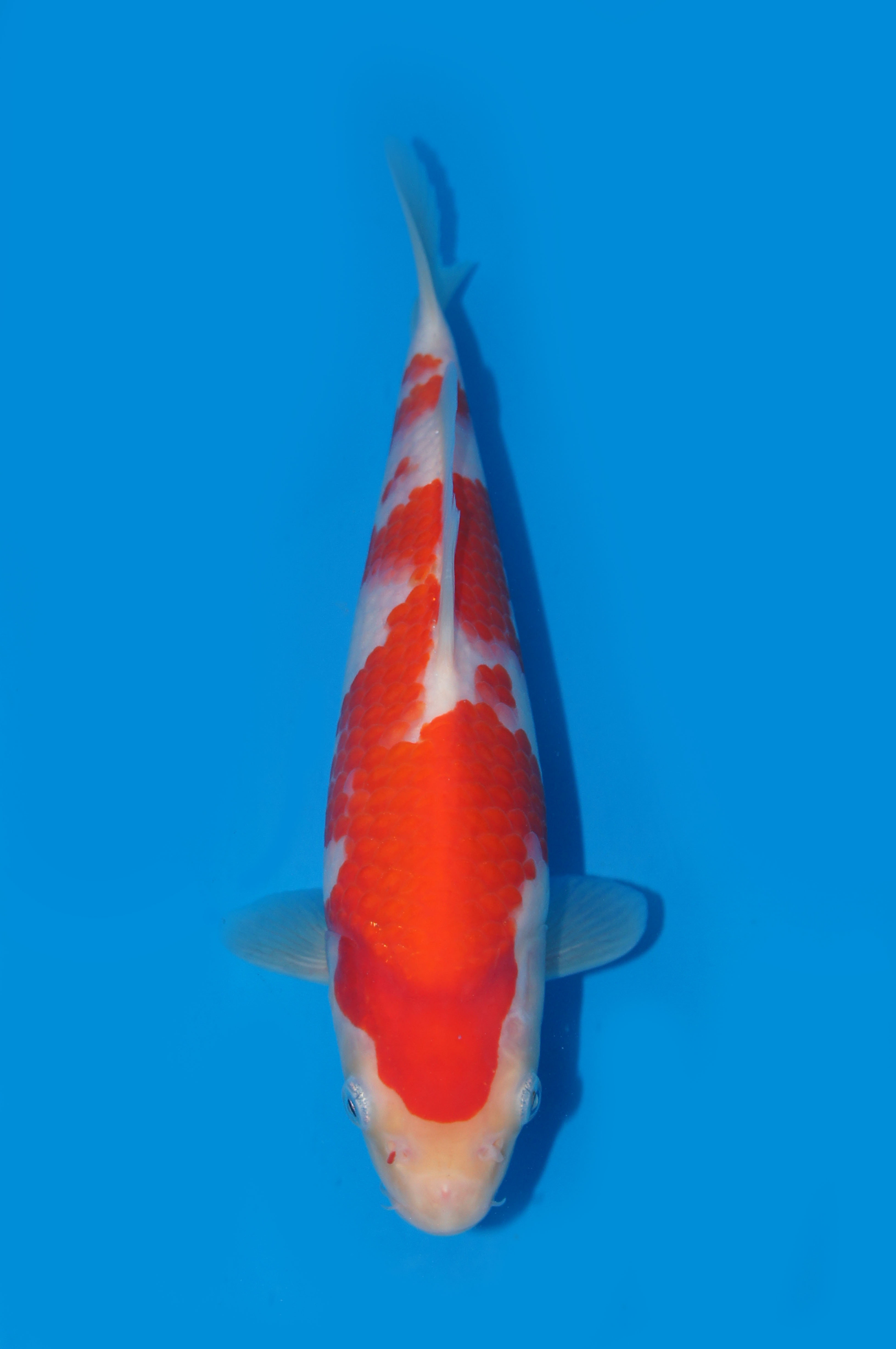 8　平澤　２５㎝　￥７万