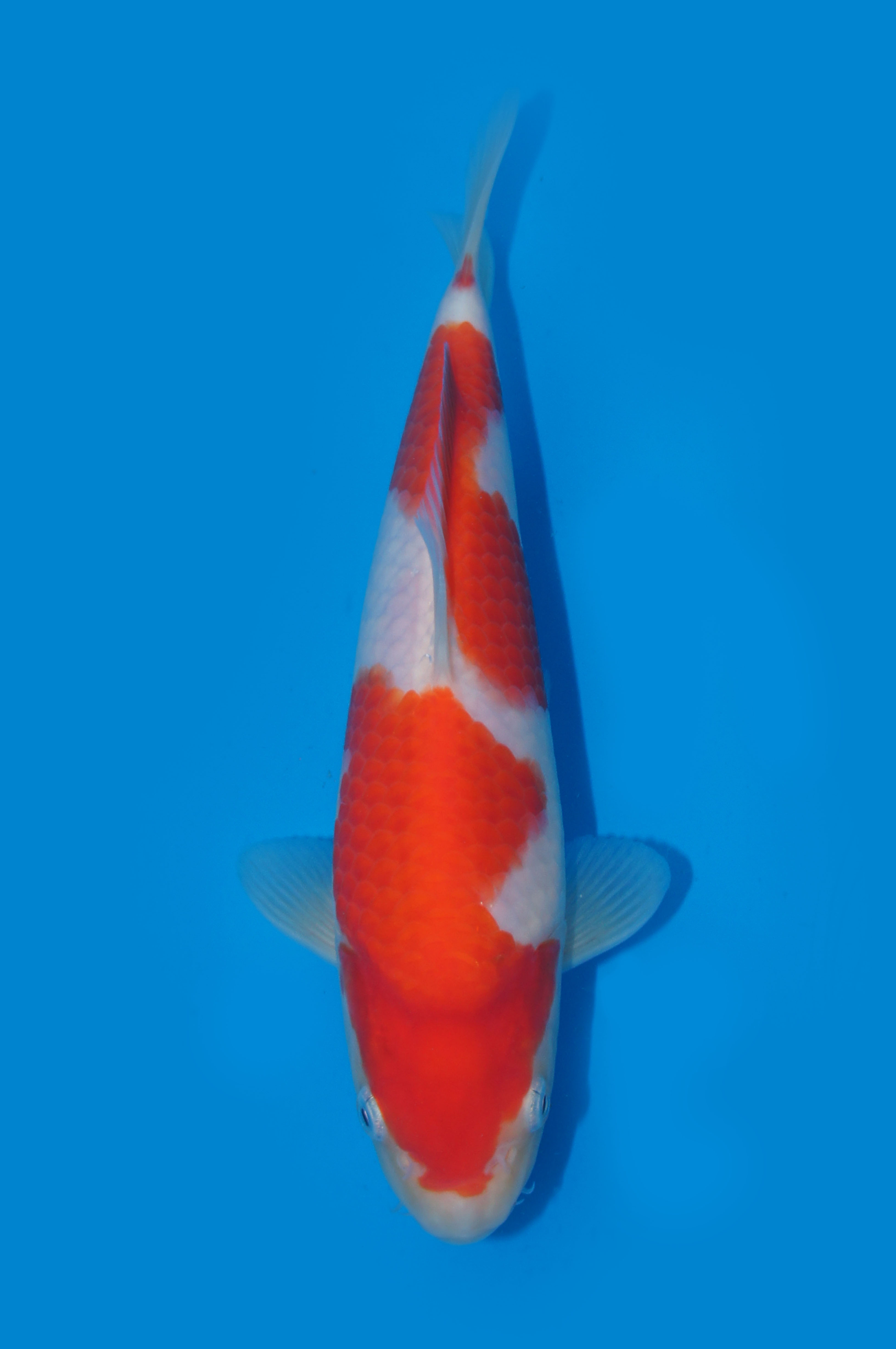 9　平澤　２３㎝　￥７万