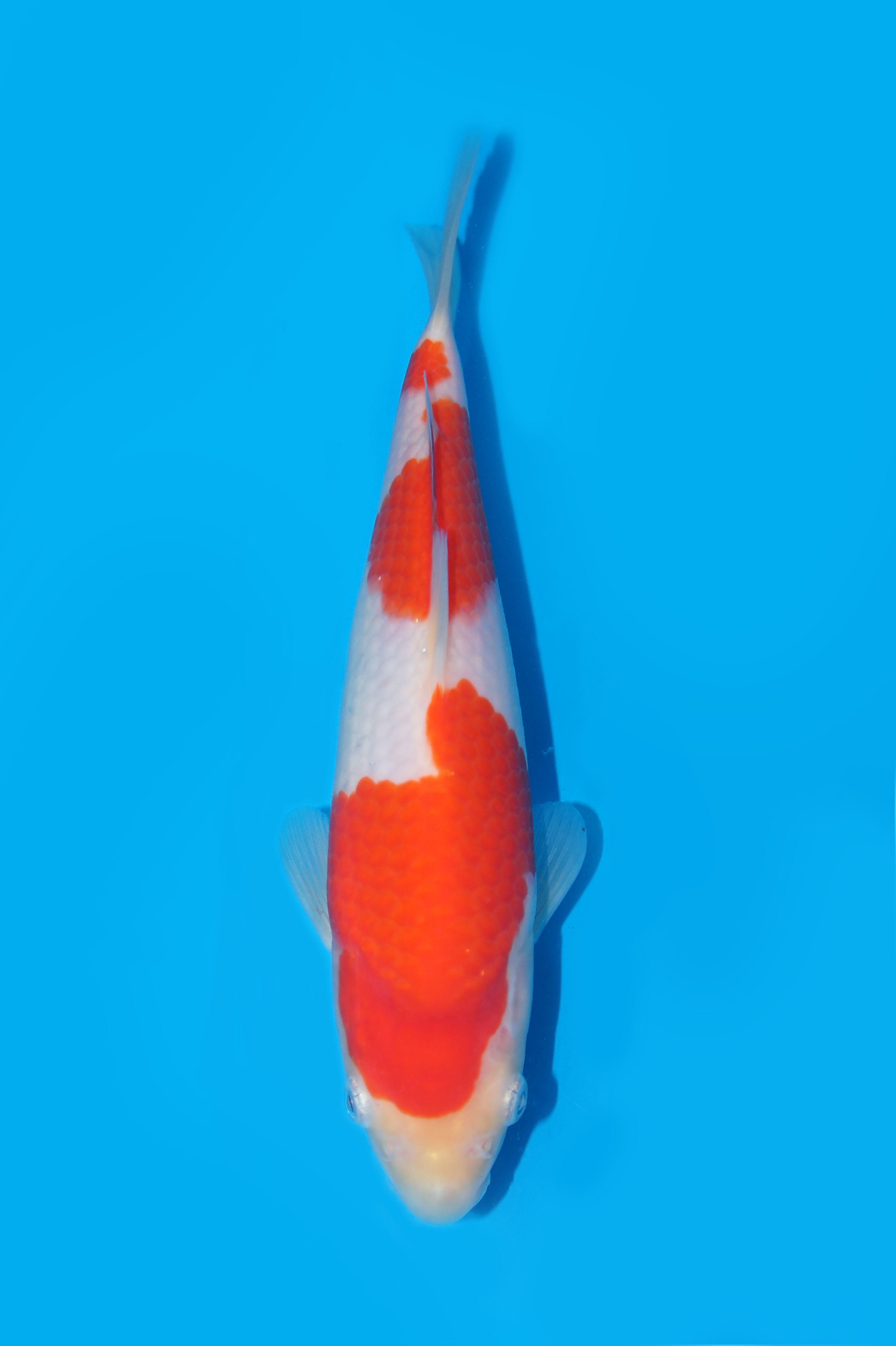 10　平澤　２１㎝　￥５万