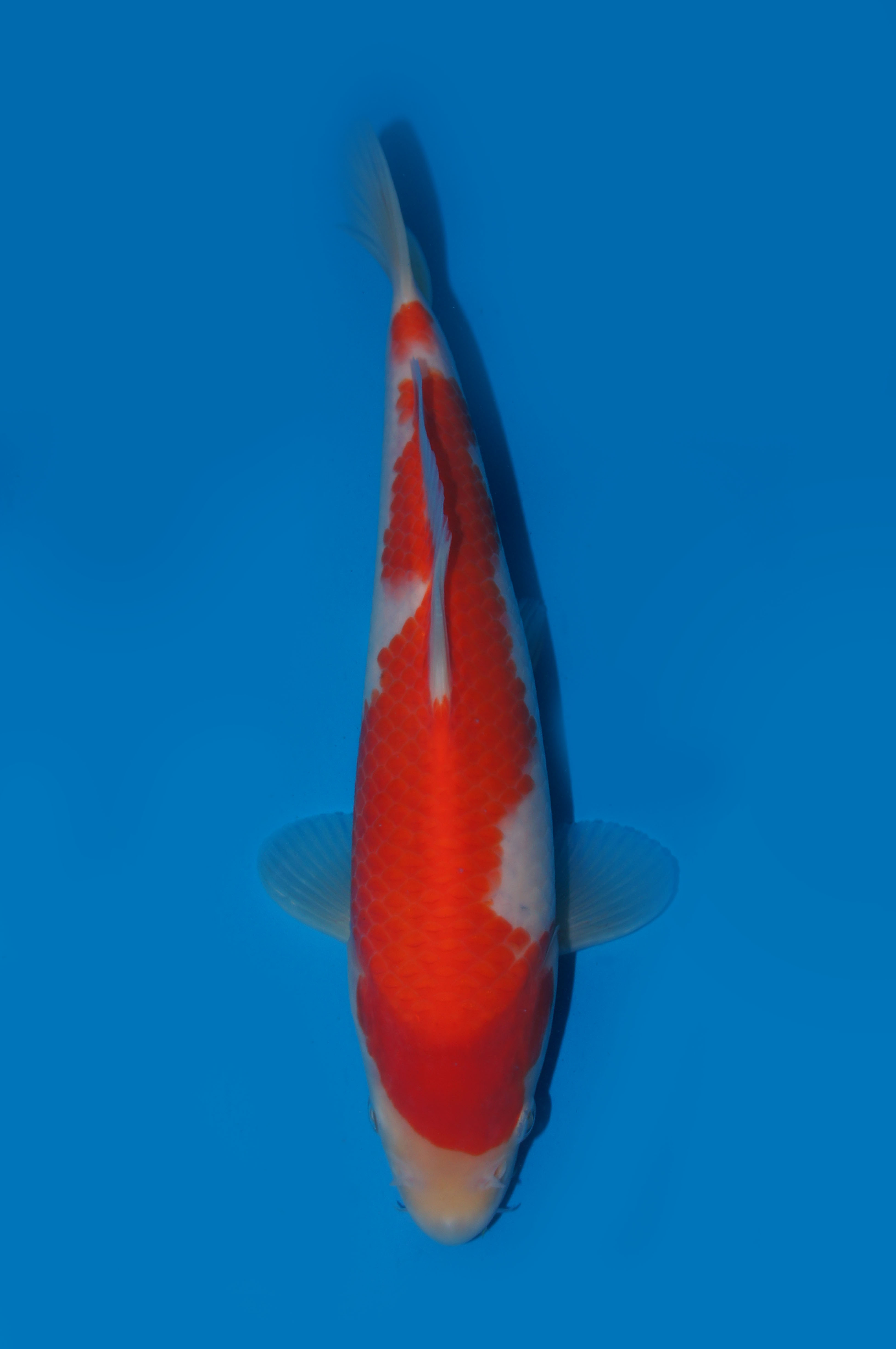 12　平澤　２４㎝　￥５万