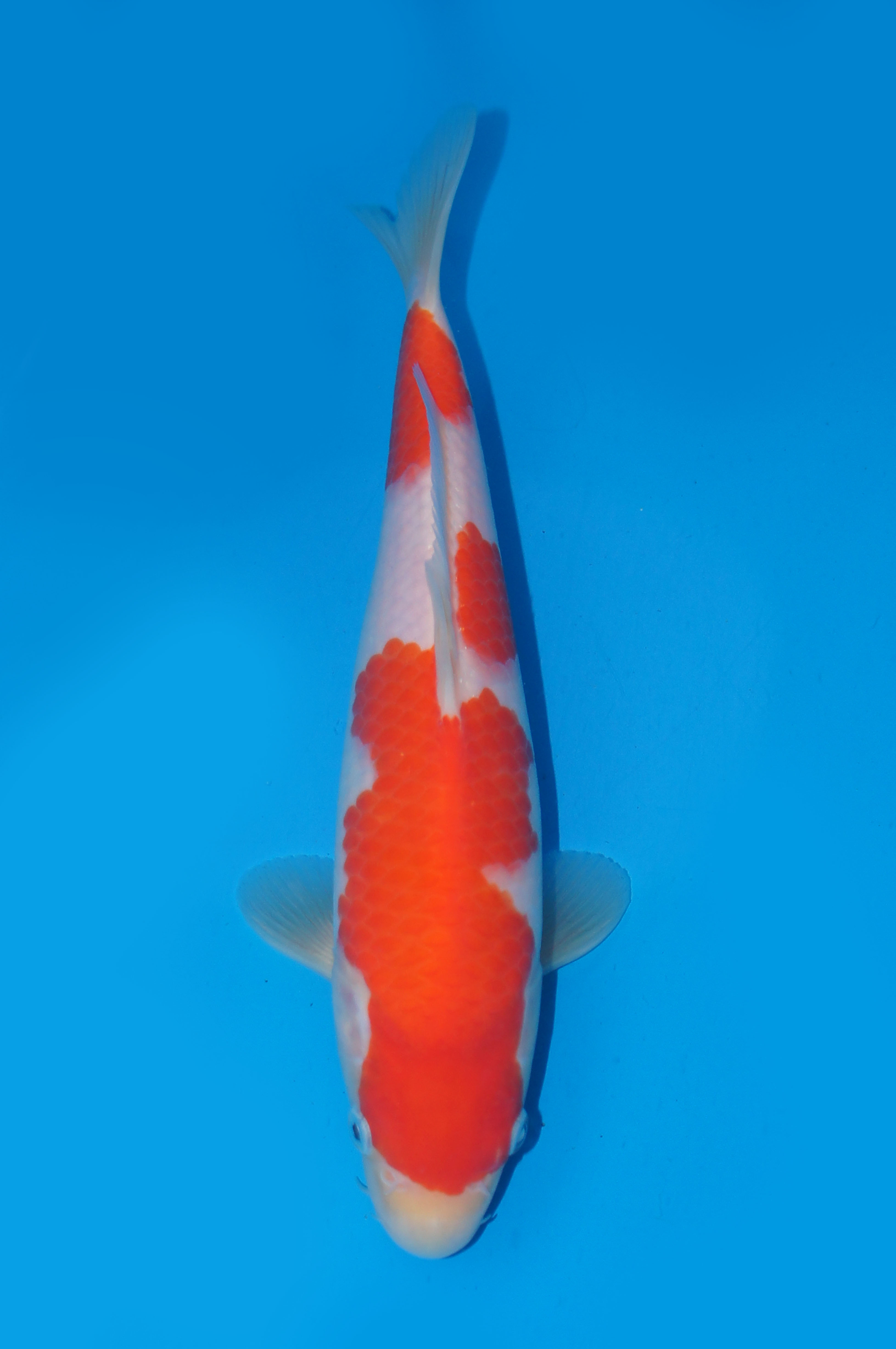 13　平澤　２４㎝　￥５万