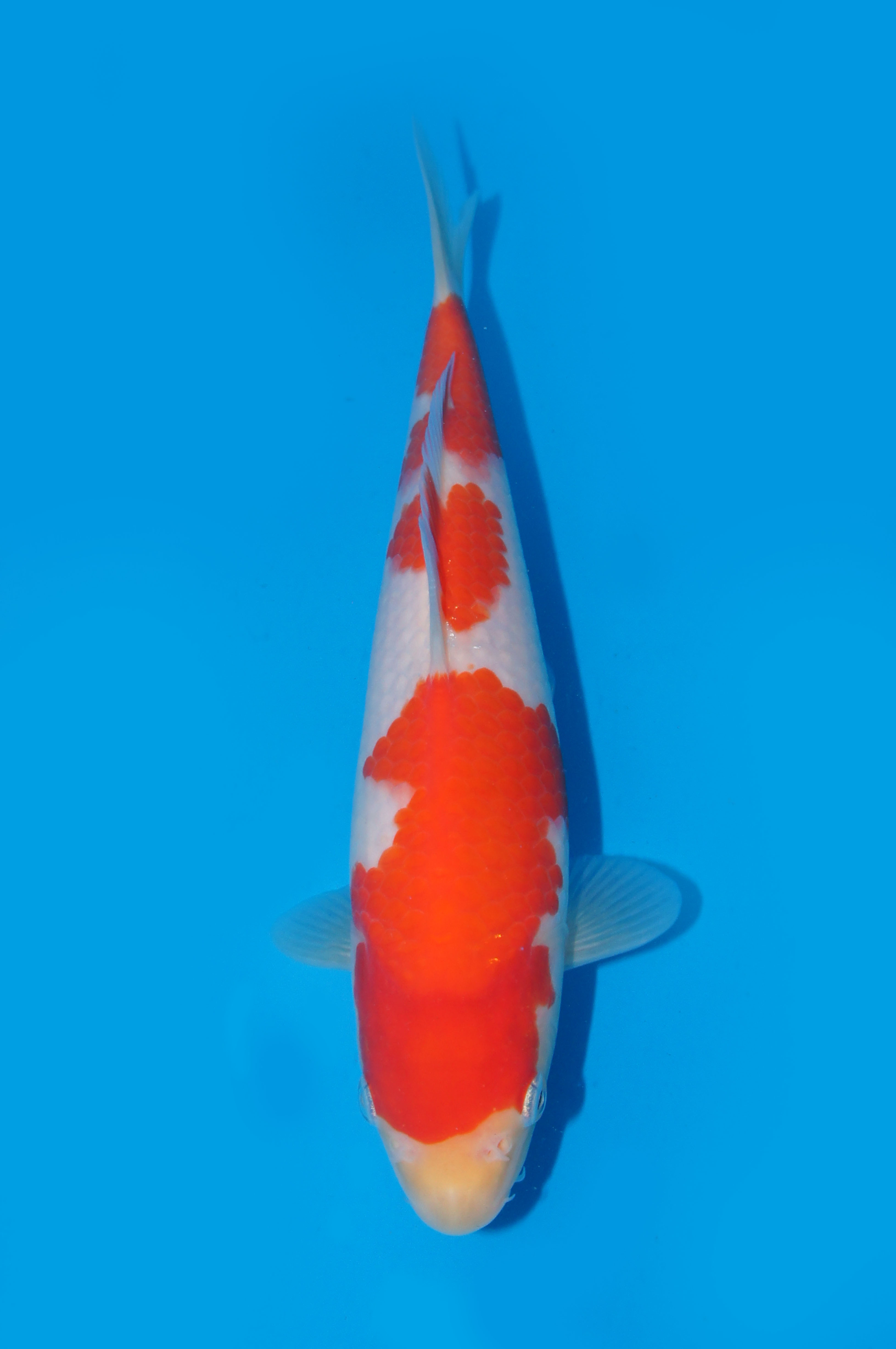 15　平澤　２２㎝　￥６万