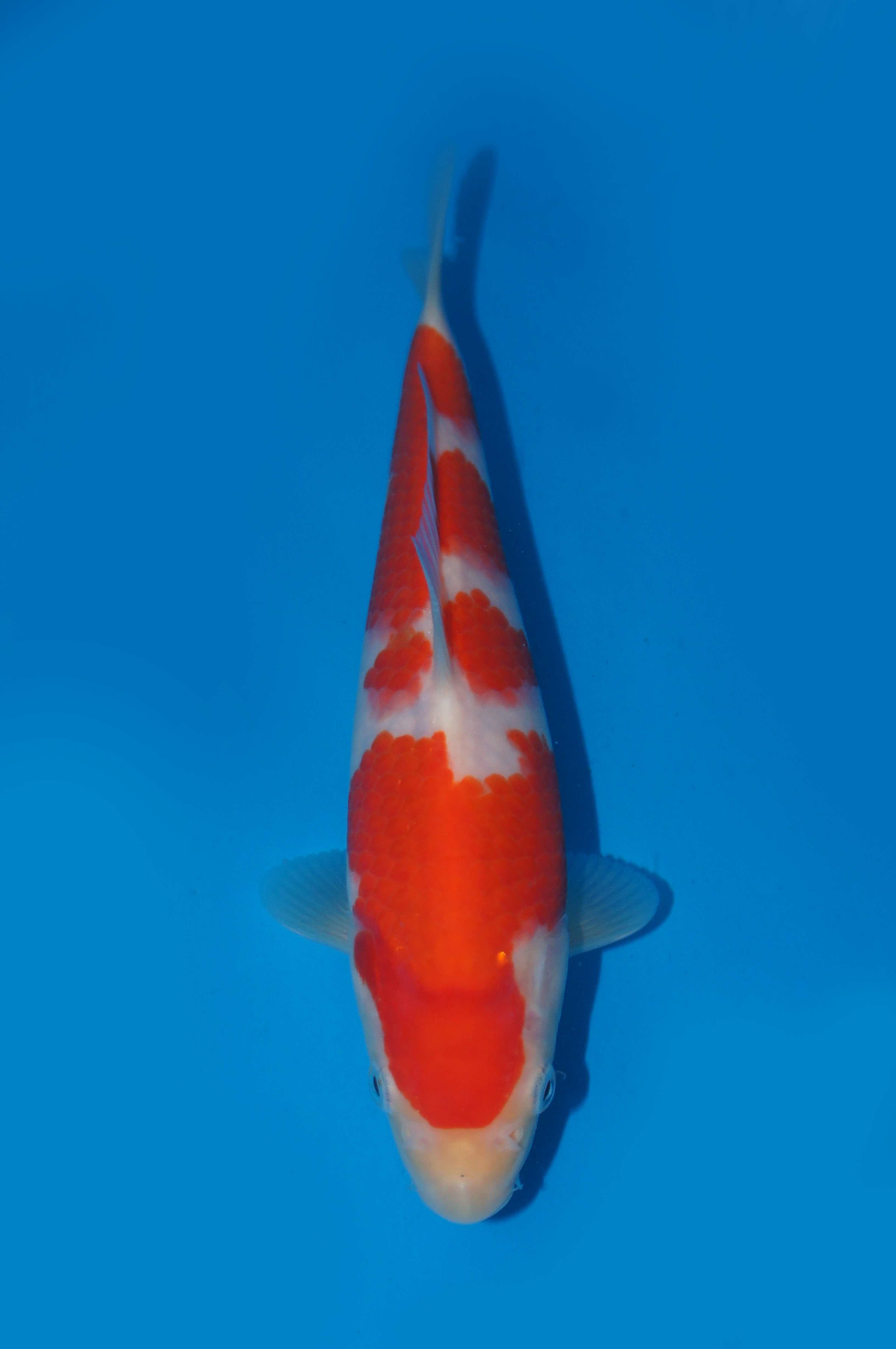 16　平澤　２２㎝　￥７万
