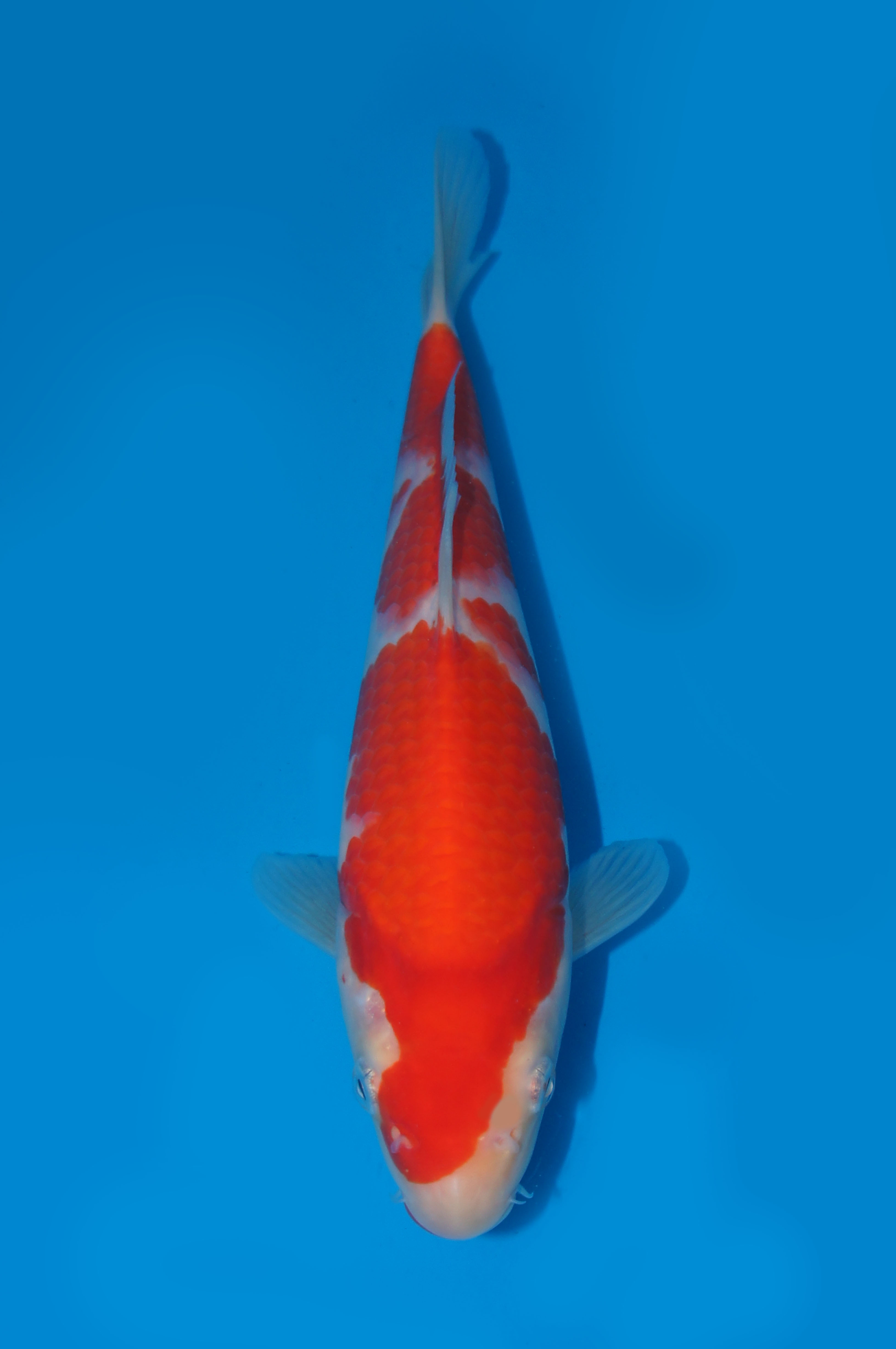 17　平澤　２３㎝　￥５万