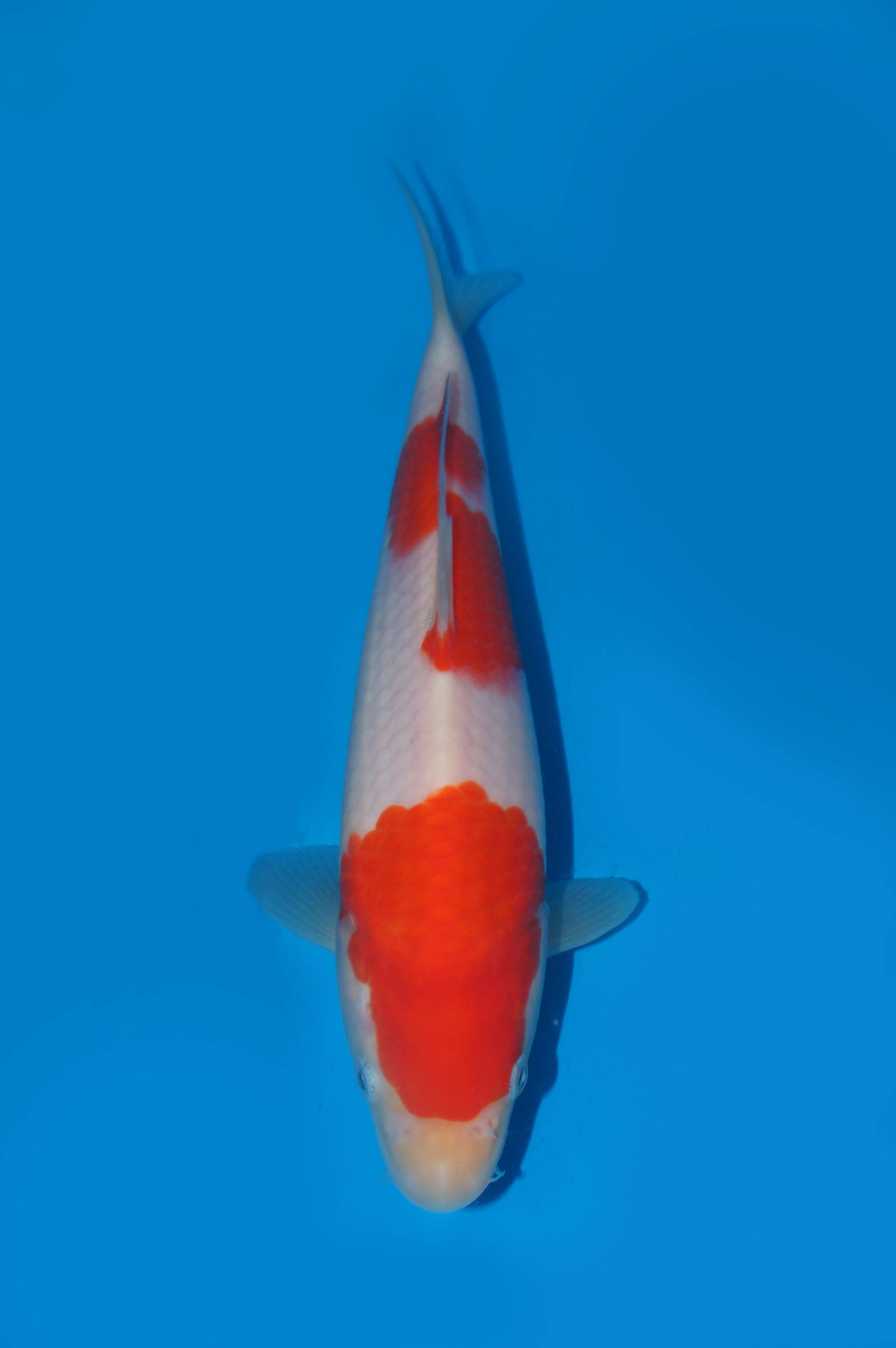 19　平澤　２２㎝　￥５万