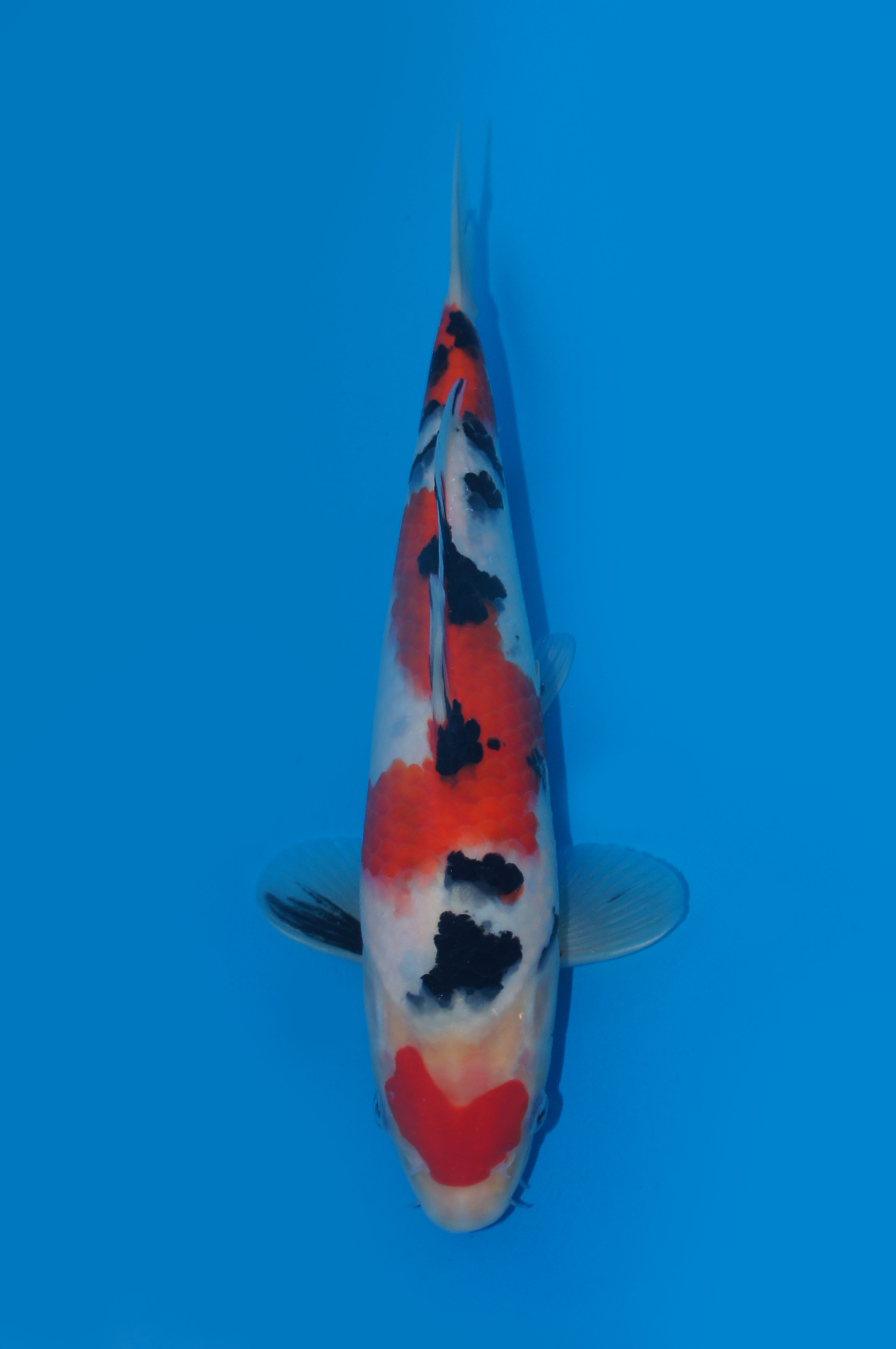 ３　平澤　２４㎝　￥８万
