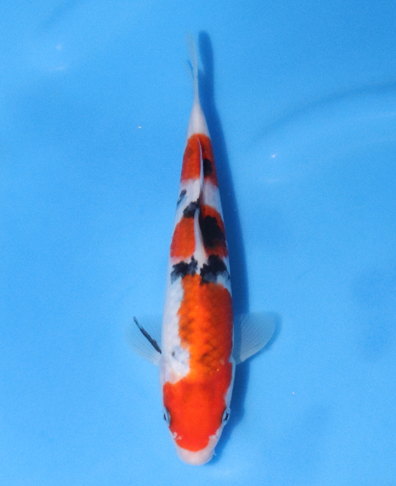 33　大家　21ｃｍ ￥３万