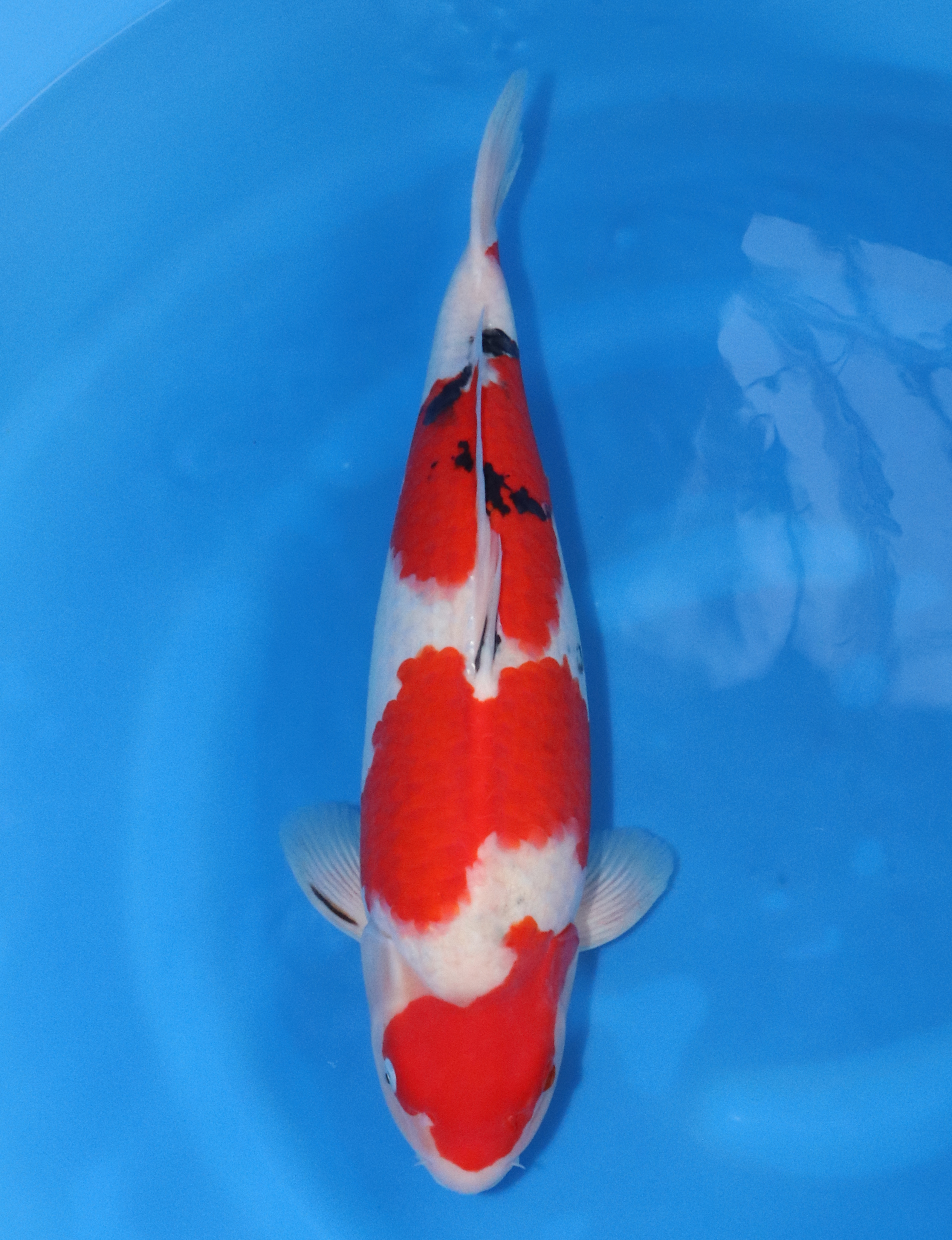 42　大家　2歳♀　55㎝