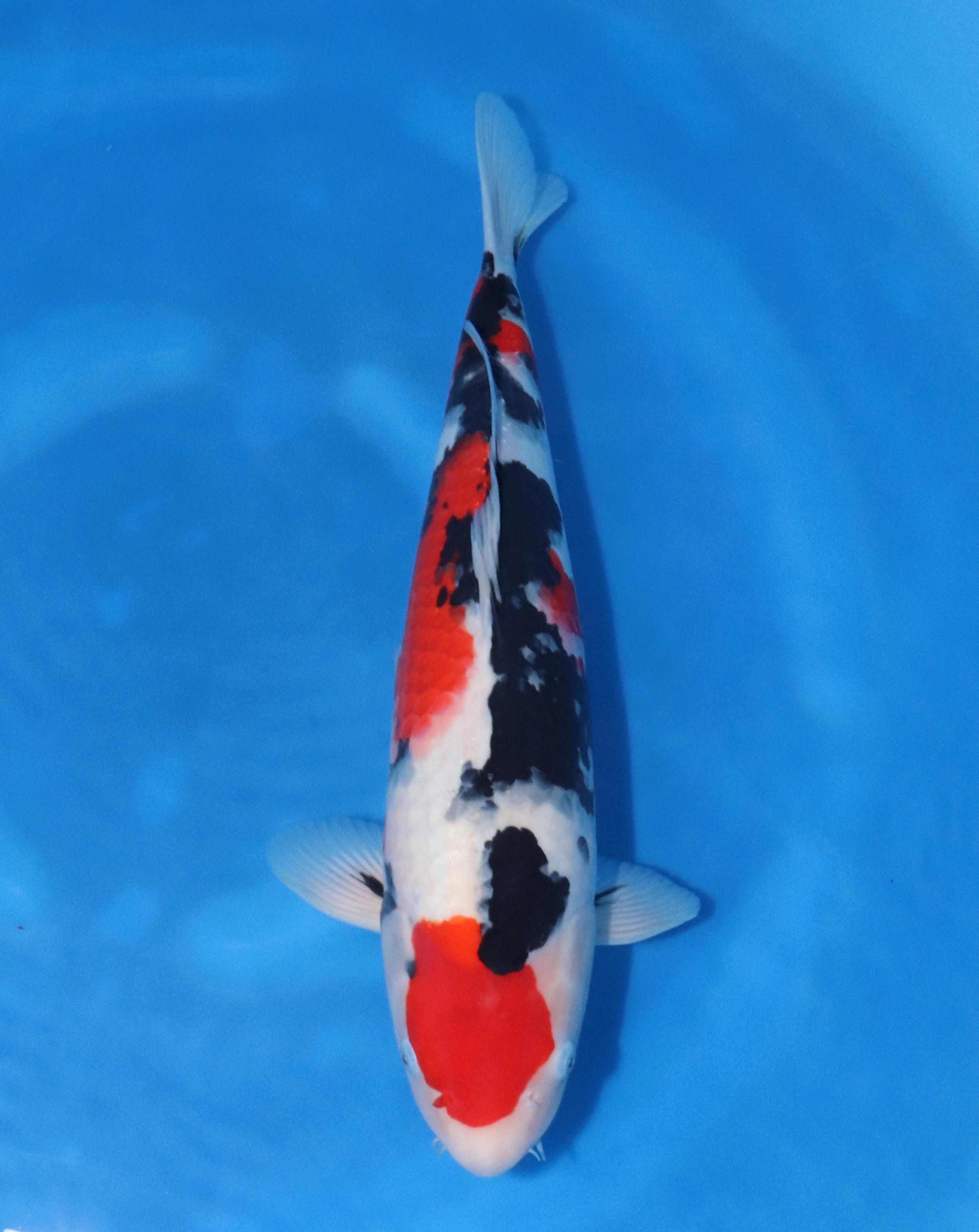 44　大家　2歳♀　50㎝