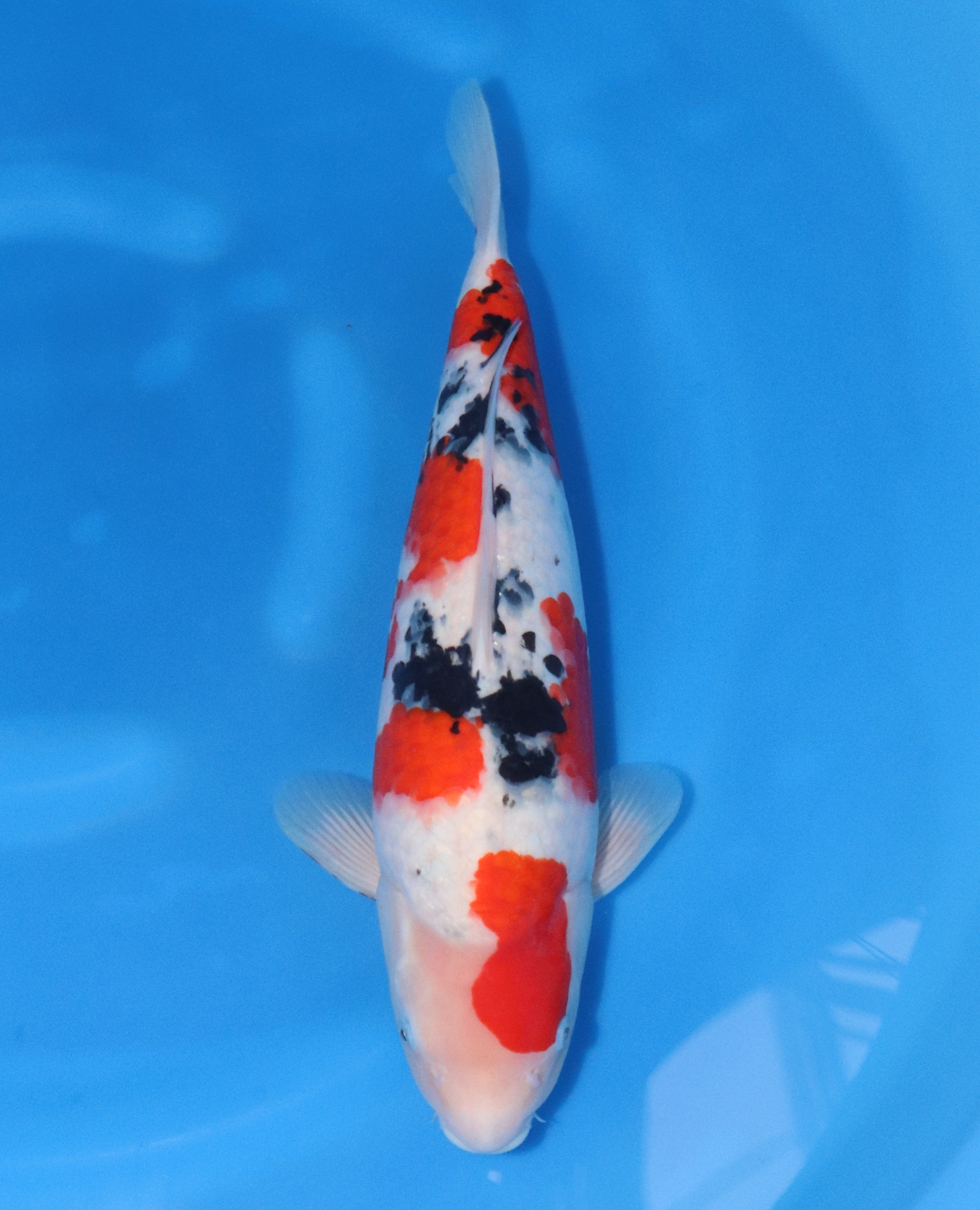 43　大家　2歳♀ 46㎝