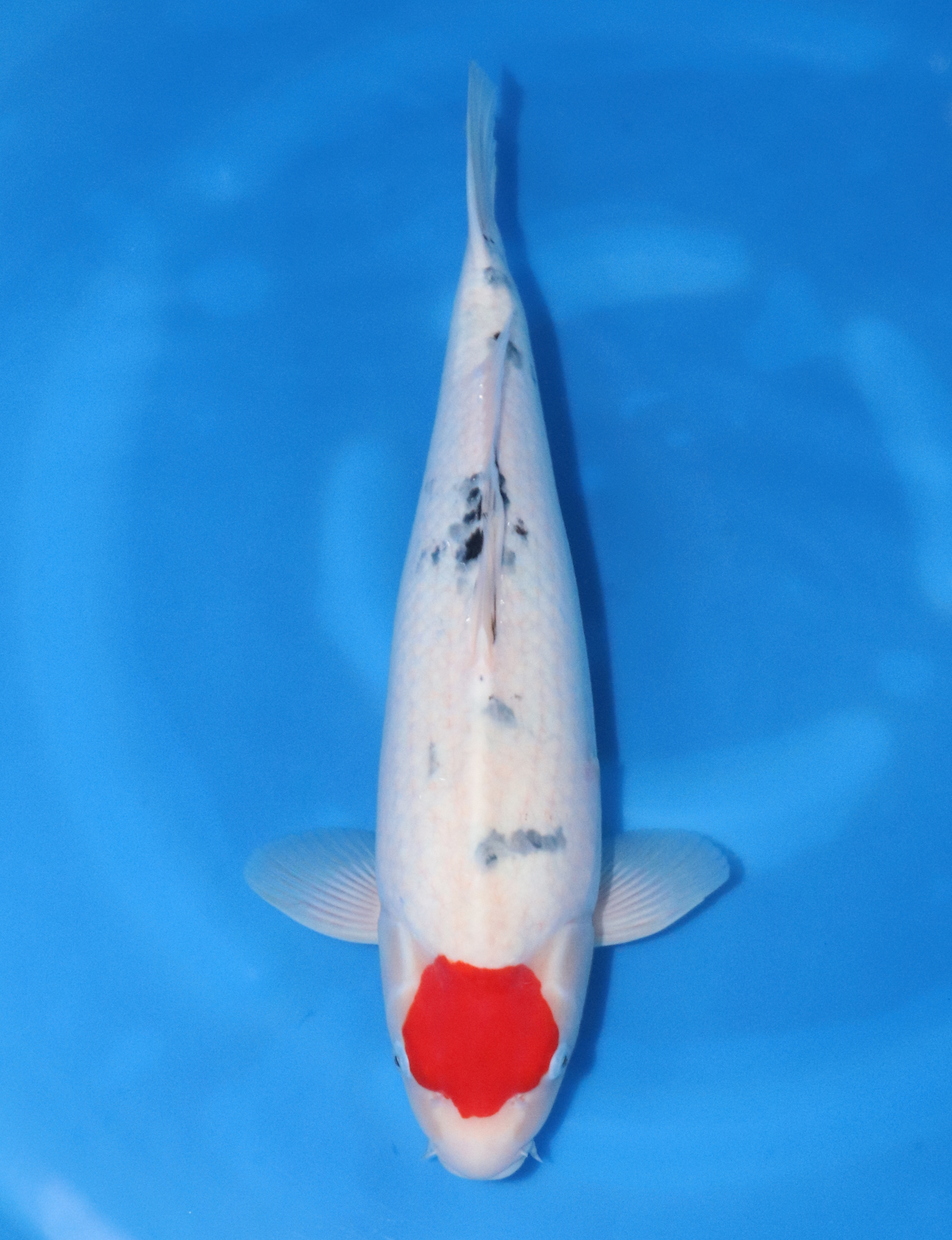 45 大家 2歳♀　53㎝