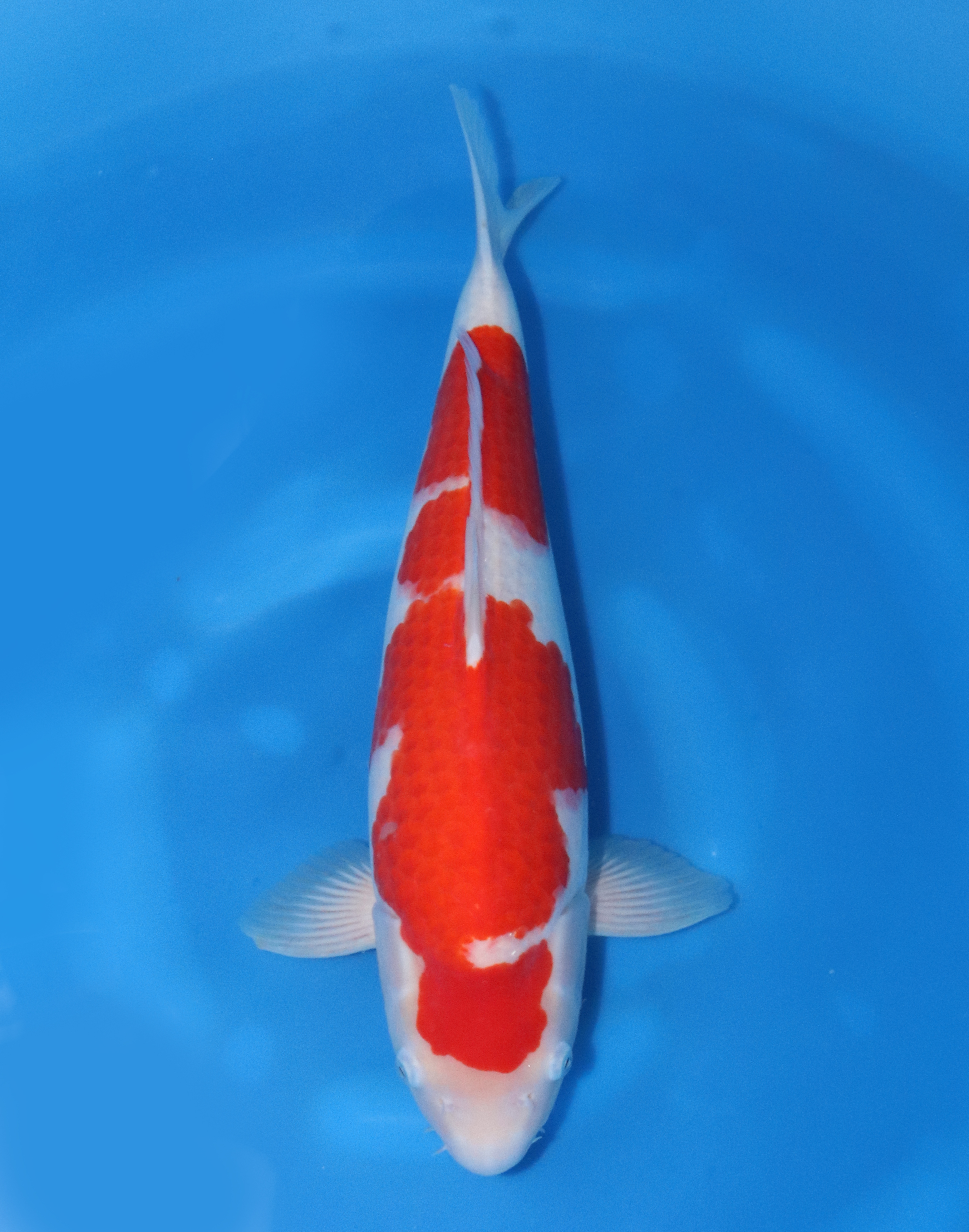 46 大家 2歳♀ 53㎝