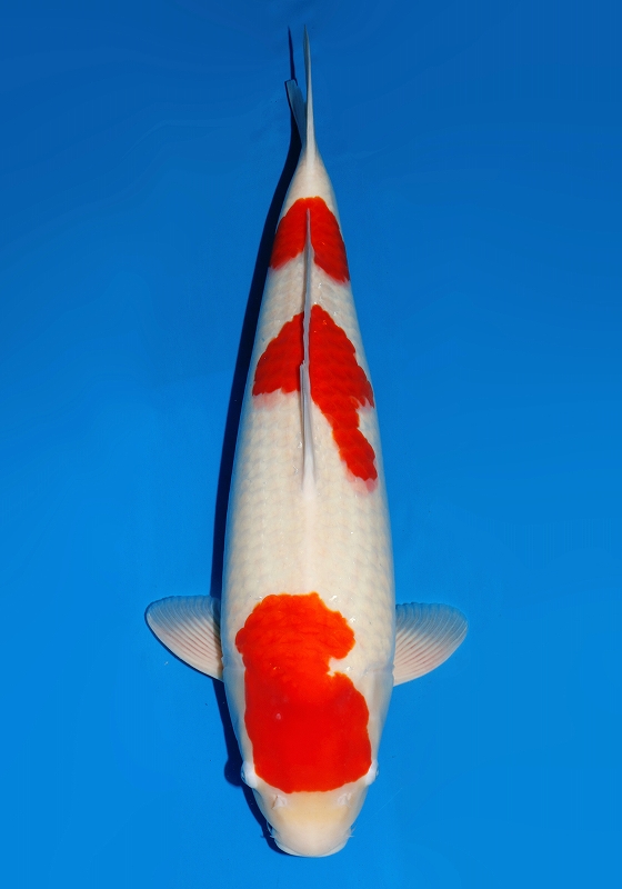 1 　61㎝　 RedTiger