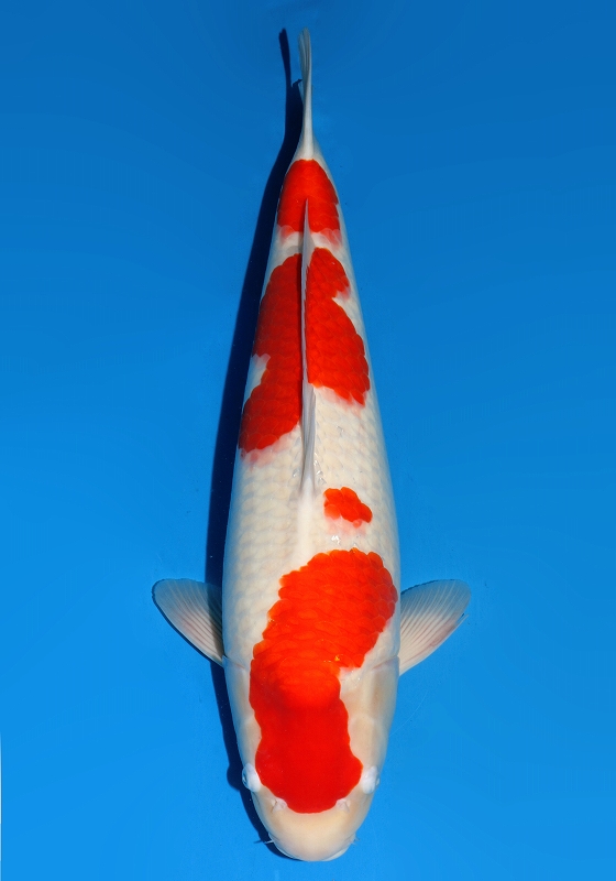 3 　59㎝ 　RedTiger