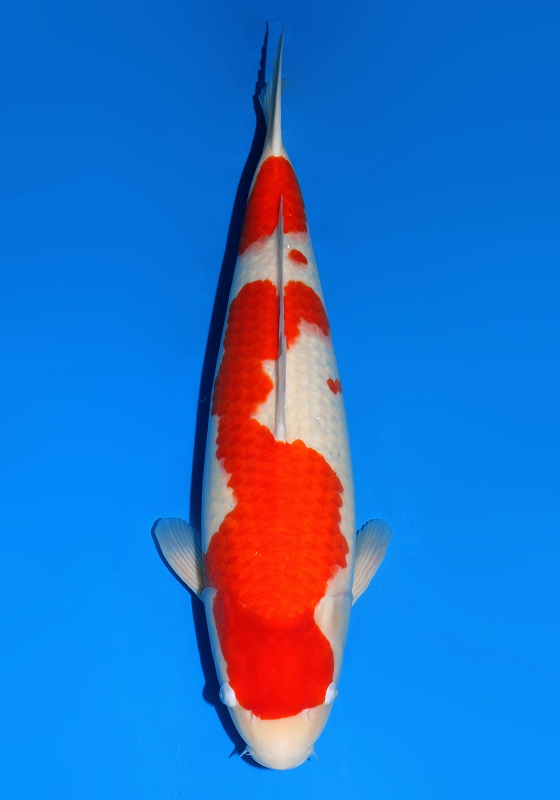 4　 61㎝　 RedTiger