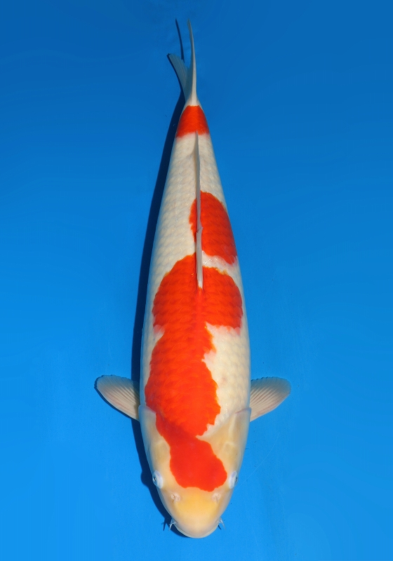 6　 56㎝　 RedTiger