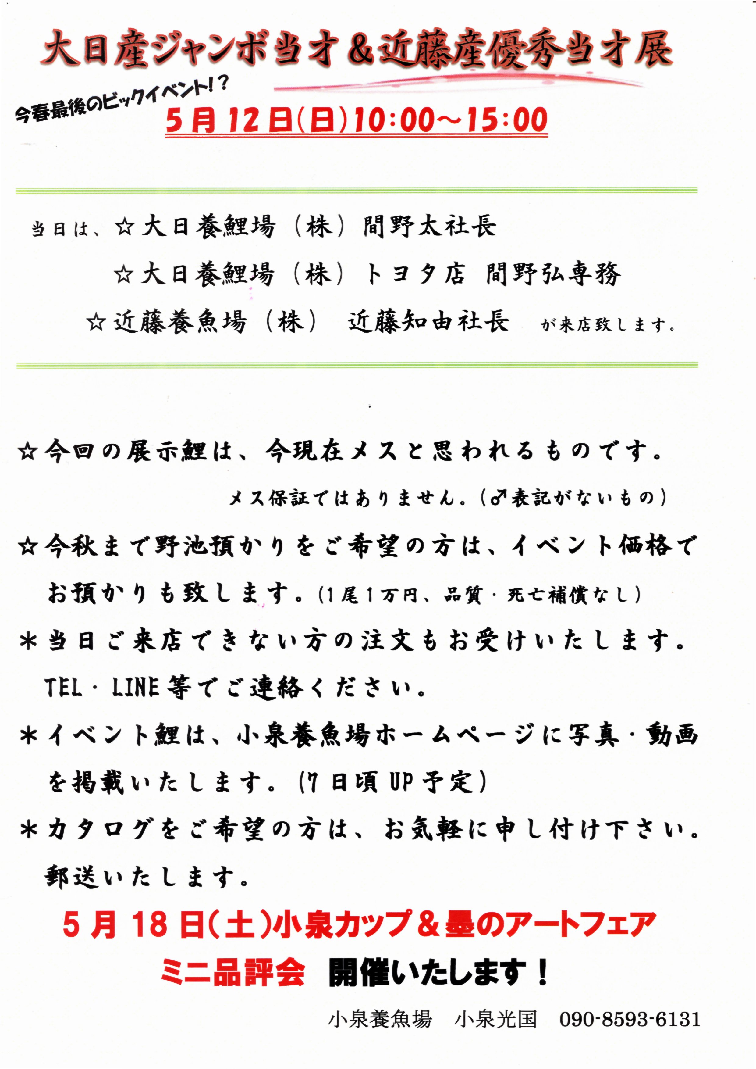 大日産ジャンボ当才＆近藤産優秀当才展 | 小泉養魚場